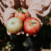 a-person-holds-three-apples
