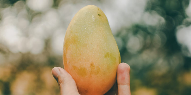 a-mango-holding-in-hand