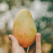 a-mango-holding-in-hand